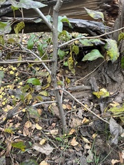 Populus angustifolia