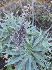 Echium candicans