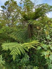 Cyatheaceae