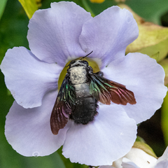 Xylocopa latipes
