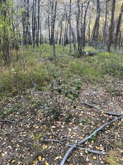 Populus angustifolia