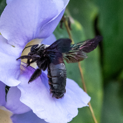 Xylocopa latipes
