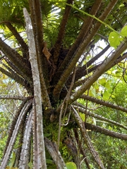 Cyatheaceae