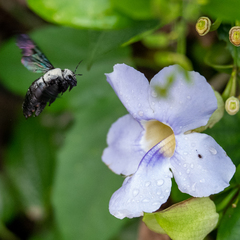 Xylocopa latipes