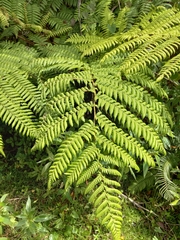 Cyatheaceae