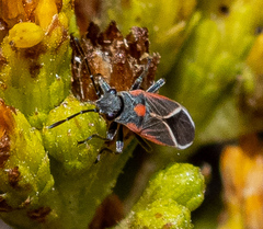 Ochrimnus carnosulus