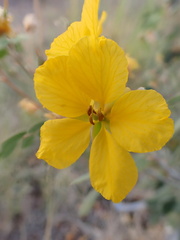Senna covesii