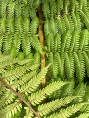 Cyatheaceae