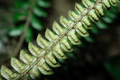 Polystichum stenophyllum
