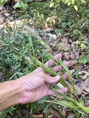 Elymus riparius