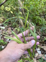 Elymus riparius