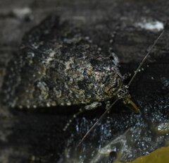 Condica concisa