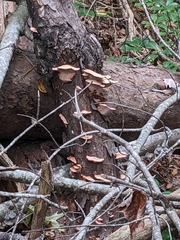 Hapalopilus rutilans