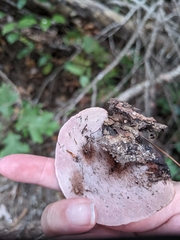 Hapalopilus rutilans