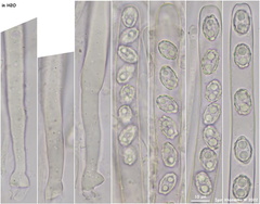 Peziza atrovinosa