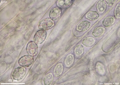Peziza atrovinosa