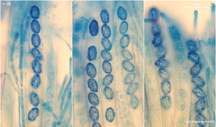 Peziza atrovinosa