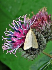 Udea lutealis
