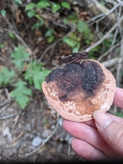 Hapalopilus rutilans