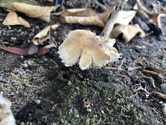 Candolleomyces