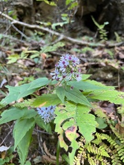 Symphyotrichum cordifolium