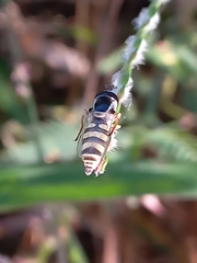 Ischiodon scutellaris