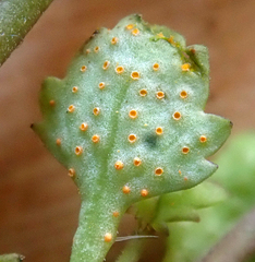 Aecidium disciforme