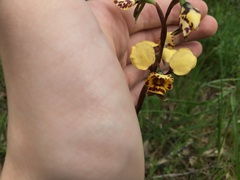 Diuris pardina