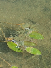 Cyanophyceae