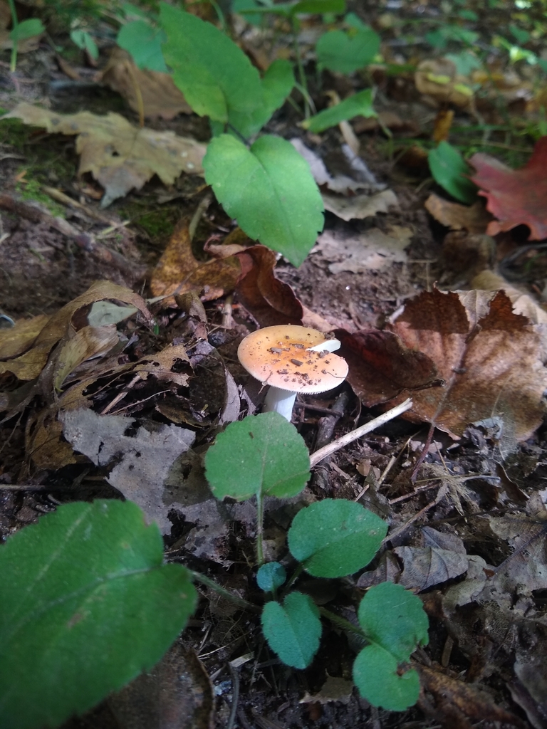 brittlegills from Dell Grove Township, MN, USA on October 02, 2022 at