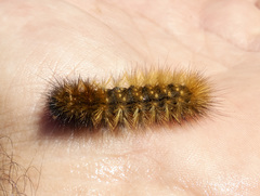 Arctiinae