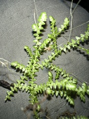 Selaginella eclipes