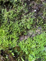 Selaginella eclipes