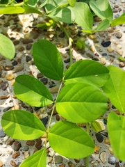 Clitoria ternatea
