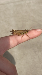 Melanoplus sanguinipes