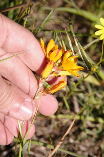 Image of Ixia maculata by (c) Eric Knight, some rights reserved (CC BY)