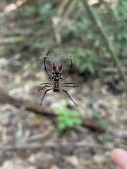 Micrathena kirbyi