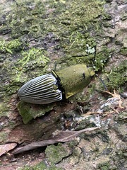 Chalcolepidius porcatus