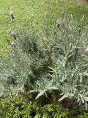 Lavandula dentata