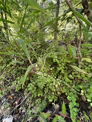 Adiantum capillus-veneris