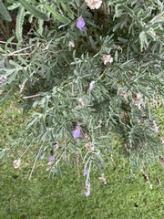 Lavandula dentata