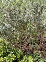 Lavandula dentata
