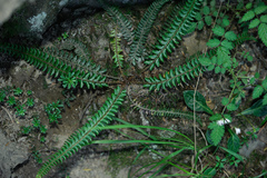 Polystichum stenophyllum