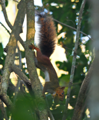 Sciurus spadiceus