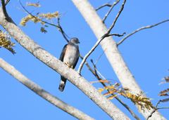 Harpagus bidentatus