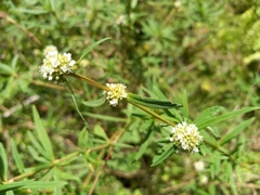 Rubiaceae
