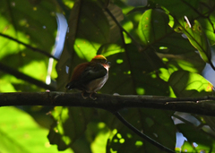 Machaeropterus pyrocephalus