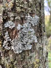 Punctelia bolliana
