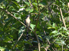 Coccyzus melacoryphus