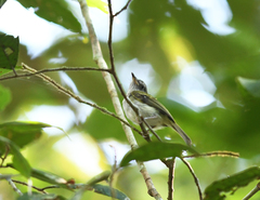 Hemitriccus griseipectus